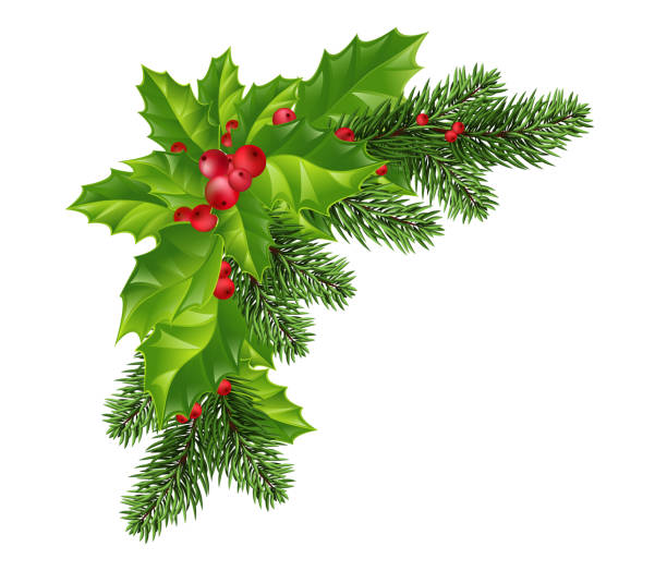 Christmas decorations: Christmas tree branches and holly with red berries. Festive composition. Isolated. Eps10 Vector Christmas decoration of holly leaf wreath, red berries, Christmas tree branches, on transparent background. Vector isolated decorative element for Christmas or New Year greeting card design template. holly stock illustrations