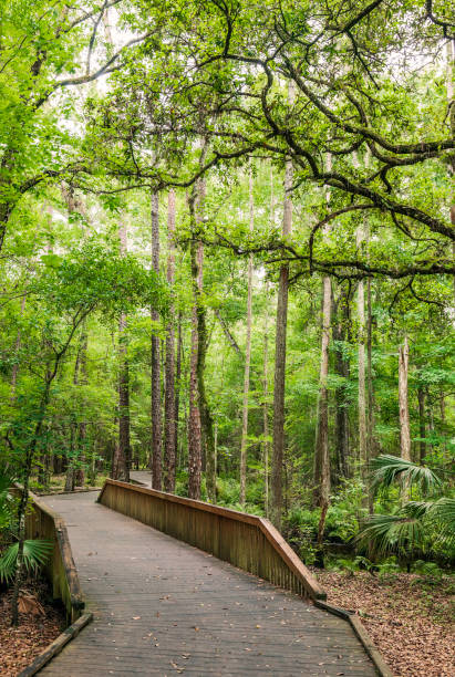 istock This boardwalk through the Forest is located within Shingle Creek Preserve in Kissimmee Florida that's a Nature Preserve  surrounding Shingle Creek which is recognized as the Headwaters of the Everglades in Florida. 1161821493