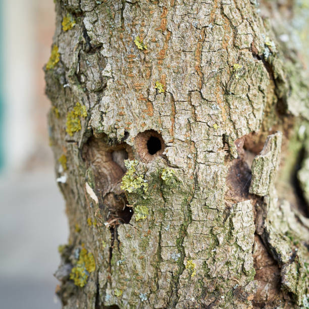 A tree infested by the Asian longhorn beetle in Magdeburg. The beetle from Asia was first registered in Europe in 2001.
