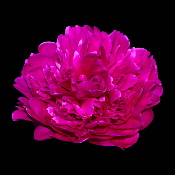 istock Dark pink peony flower. Paeonia lactiflora (Chinese peony or common garden peony). One flower. 1161821749
