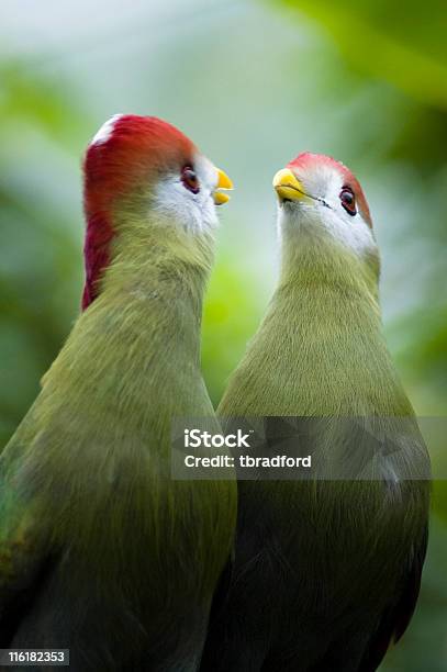 Touraco Cresta Roja Foto de stock y más banco de imágenes de Aire libre - Aire libre, Animal, Animales salvajes