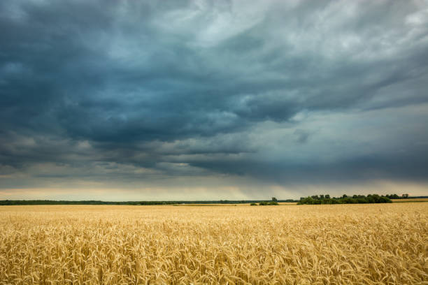 istock Field with grain and a cloudy rainy sky 1161825167