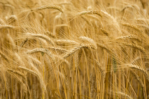 istock Ears of barley on the close-up 1161825169
