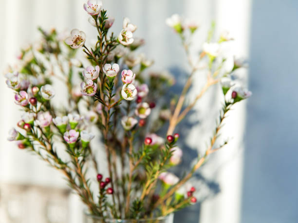 istock Coniferous flowers on a background 1161826463