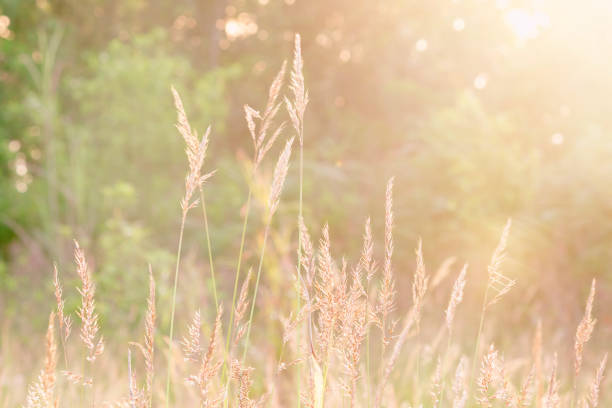 istock The grass hits the sunlight in the morning. 1161827527