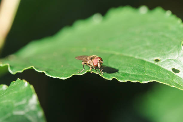 istock House Fly on the leaves 1161827582
