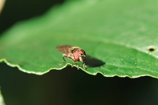 istock House Fly on the leaves 1161827649