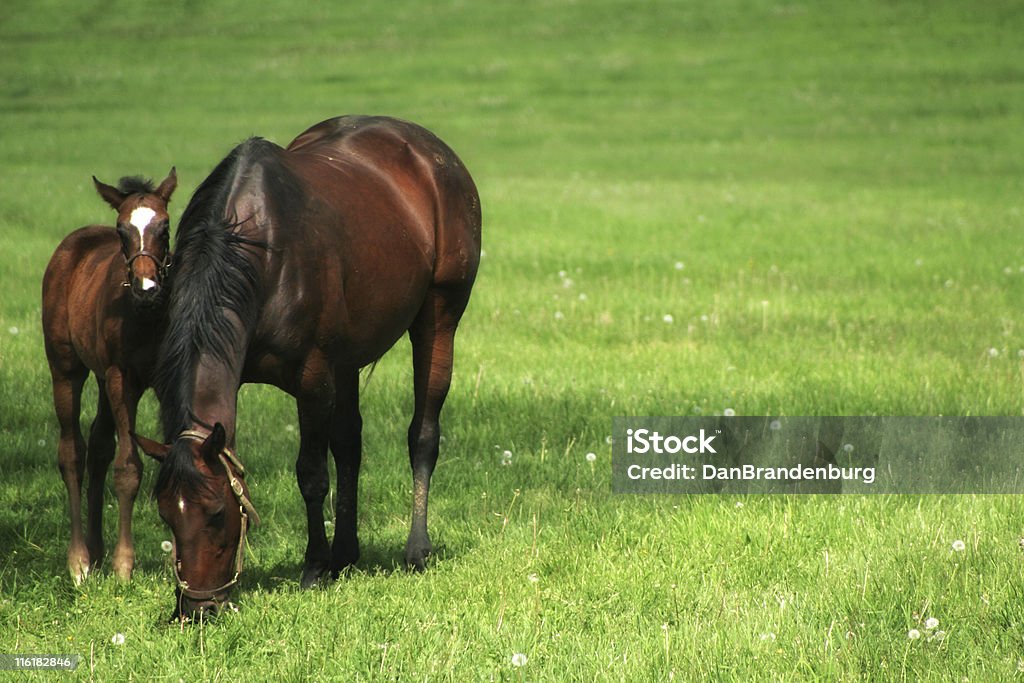 Mãe e criança - Foto de stock de Cavalo - Família do cavalo royalty-free