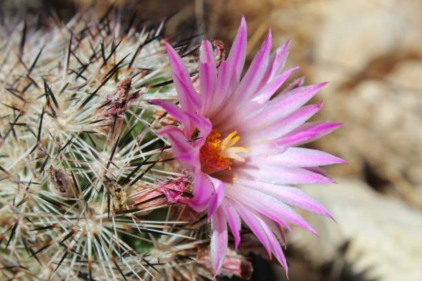 istock ALVERSONIAN AWE - JOSHUA TREE NP - 060919 C 1161830602
