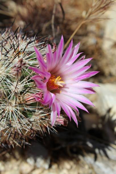 istock ALVERSONIAN AWE - JOSHUA TREE NP - 060919 B 1161830610