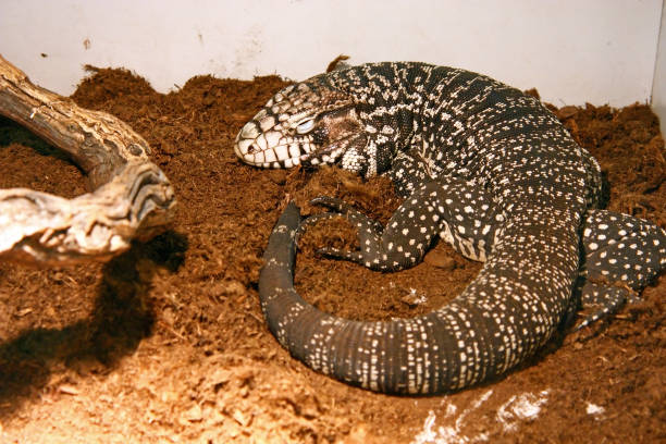 istock The Argentine giant tegu, lizard 1161836171