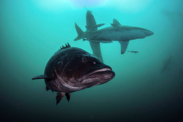istock Grouper And Sharks 1161837724