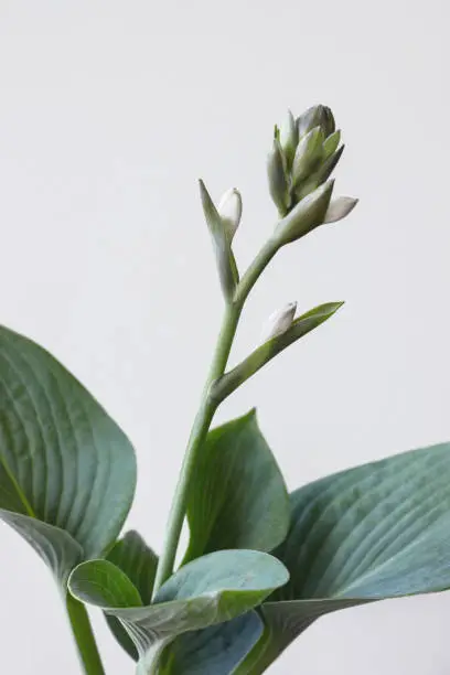 Photo of Funkia sina (Hosta sieboldiana) plant with flower on white background