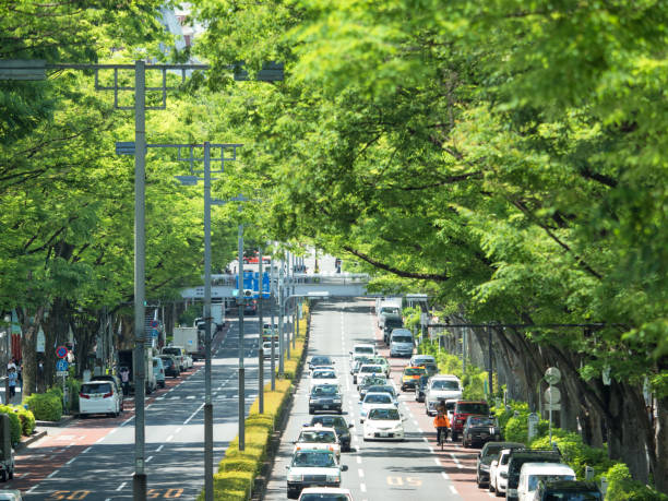 świeże zielone omotesando,tokio - harajuku district zdjęcia i obrazy z banku zdjęć