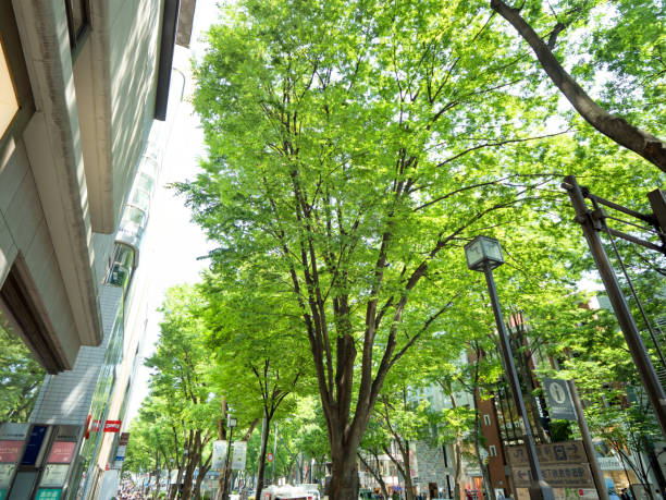 istock Fresh green Omotesando,Tokyo 1161839464