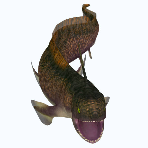 istock Xenacanthus Shark Open Mouth 1161839640