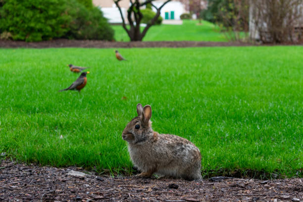 istock Backyard Rabbit with Robins in the background at a Suburban Home 1161839994