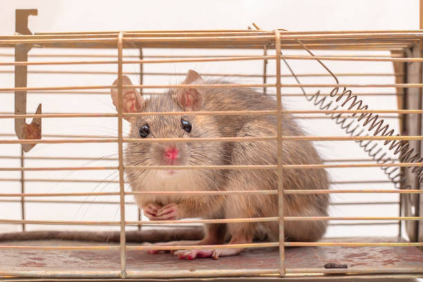 istock Rat Caught in a Metal Cage Trap, Closeup 1161841913