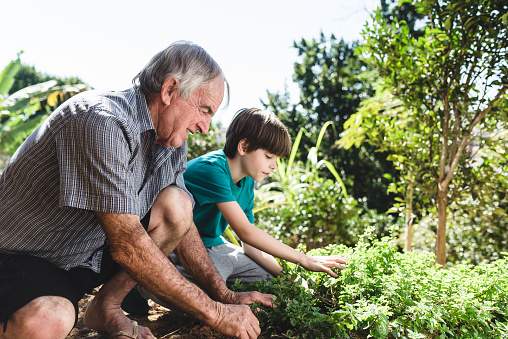 Grandfather and grandson look at home garden on sunny day