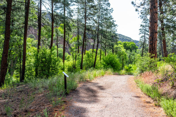 istock Trees in forest and path at Main Loop trail in Bandelier National Monument in New Mexico during summer in Los Alamos 1161843645