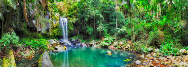 pan de tamborina qld wf - rainforest waterfall australia forest fotografías e imágenes de stock
