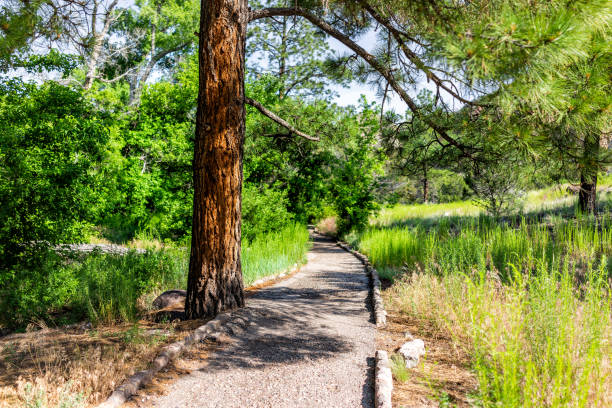 scenery of tree and path at main loop trail in bandelier national monument in new mexico during summer in los alamos - jemez mountains imagens e fotografias de stock