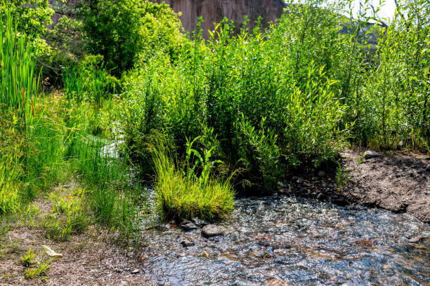 Park with plants and El Rito de los Frijoles river on Main Loop trail path in Bandelier National Monument in New Mexico