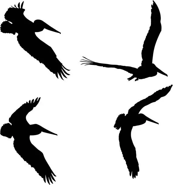 Vector illustration of set of four pelicans in flight silhouettes in black, vector