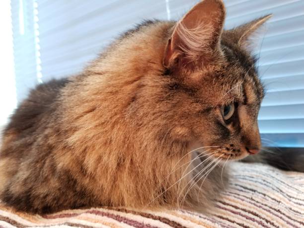 istock Cute kitty cat resting on towel looking to the side 1161845505