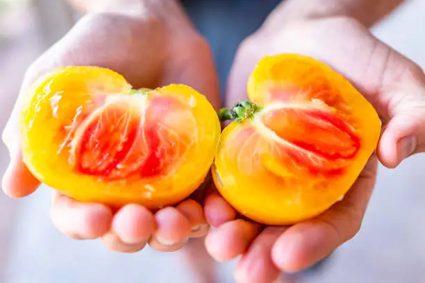 Closeup of man hands holding cut cross section of yellow orange heirloom vibrant colorful tomato in summer from garden with red inside