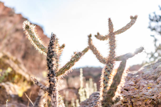 closeup of cane cholla cactus with sun in main loop trail in bandelier national monument in new mexico in los alamos - jemez mountains imagens e fotografias de stock