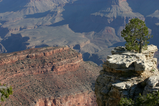 Tree on outcrop above rugged rock formations of the Grand Canyon in Arizona