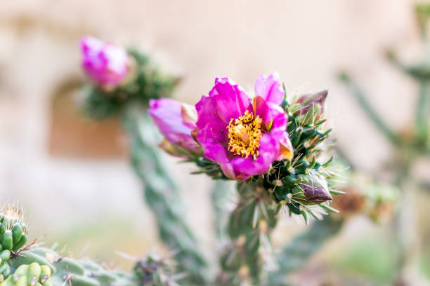 cactus cholla di canna con vivido primo piano di fiori rosa nel sentiero main loop nel monumento nazionale bandelier nel nuovo messico a los alamos - bandelier national monument foto e immagini stock