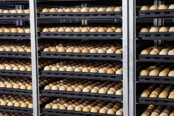 istock Tiered shelving with chicken eggs in a large agro-industrial incubator 1161850431