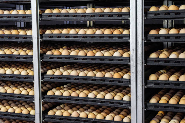 Tiered shelving with chicken eggs in a large agro-industrial incubator stock photo