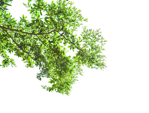 istock Green leaves isolated on white background 1161852246