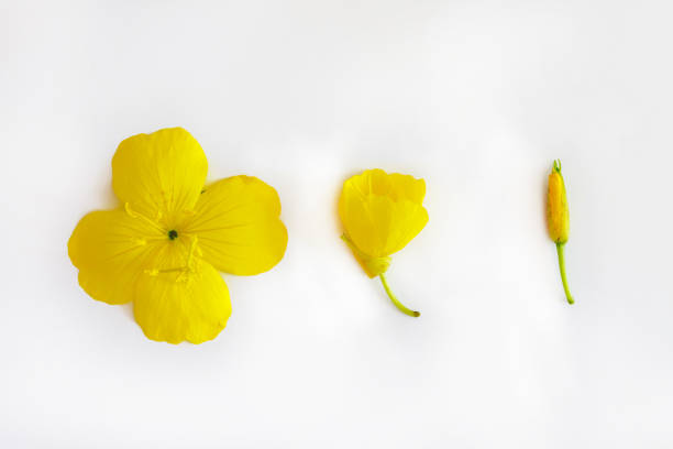 istock Composition of yellow flowers and buds on a white isolated background. Flat lay. Copy space 1161854489