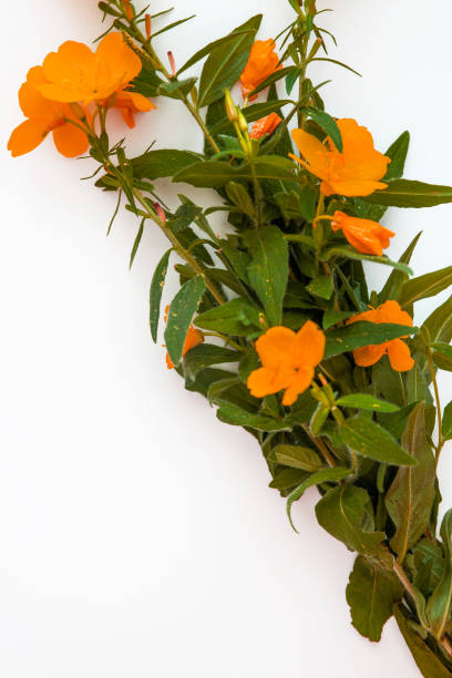 istock Orange-red flowers isolated on white background. Flat lay. Top view. Copy space. 1161854755