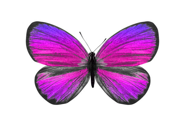 istock butterfly isolated on white. multicolor insect. tropical animal. template for design 1161856016