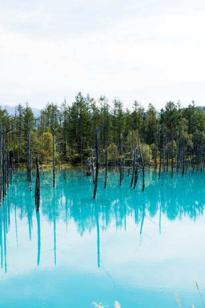 istock Summer blue pond in Biei 1161856390