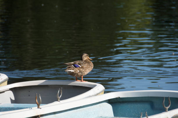 istock Wild duck on a boat in the park 1161857582