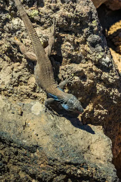 Canary lizard - Gallotia galloti is resting on volcanic lava stone. The lizard stares at the camera, close up, macro, natural background. Vertical frame. National Park Teide, Tenerife. Vertical frame