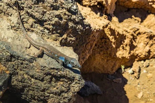 Canary lizard - Gallotia galloti is resting on volcanic lava stone. The lizard stares at the camera, close up, macro, natural background. National Park Teide, Tenerife, Spain.