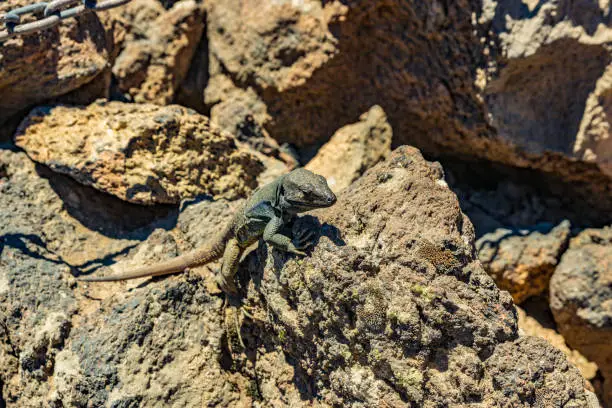 Canary lizard - Gallotia galloti is resting on volcanic lava stone. The lizard stares at the camera, close up, macro, natural background. National Park Teide, Tenerife, Spain.