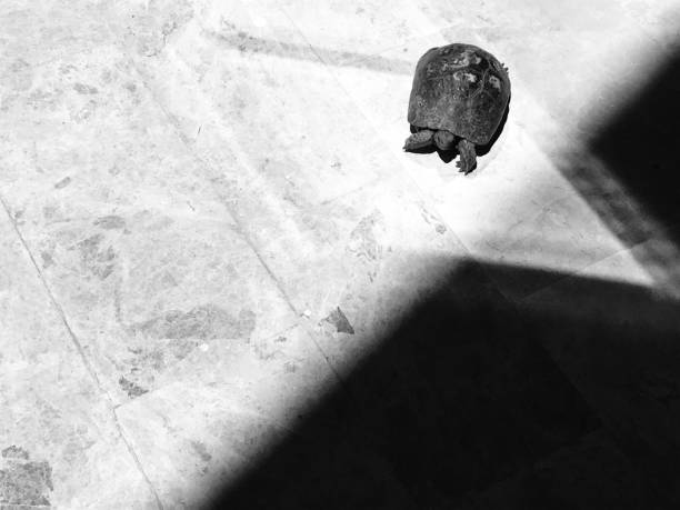 turtle escaping into the shade into the apartment building in hot weather