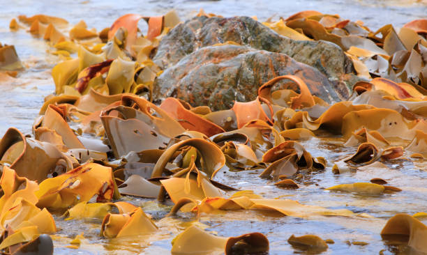 istock Kelp forest off the Tasmanian coast 1161860213