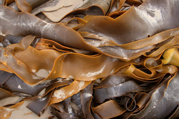 Brown kelp washed up on beach stock photo