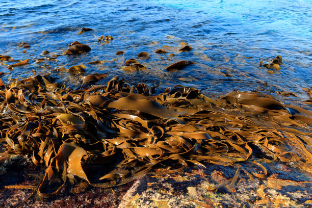 Kelp forest fronds washed up on rocks at low tide on the East coast of Tasmania Australia with clear blue water