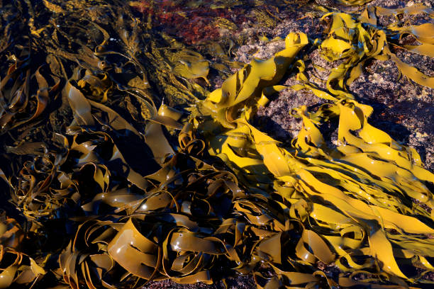 istock Green and brown kelp on rocks background 1161860329