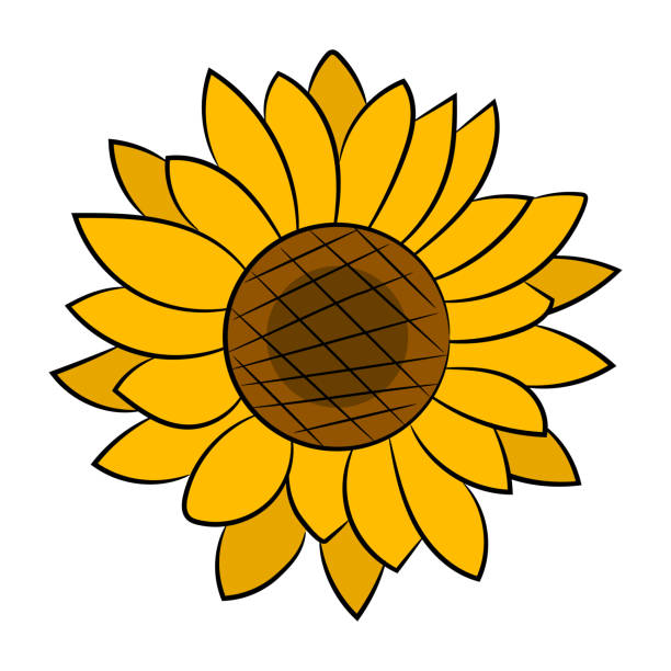 ilustraciones, imágenes clip art, dibujos animados e iconos de stock de flor de girasol aislada, ilustración vectorial. antecedentes para sus necesidades - summer flower head macro backgrounds